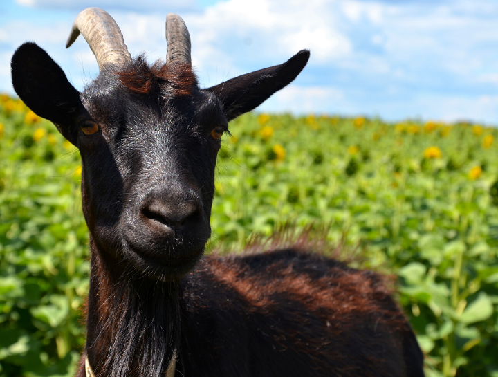 Livestock veterinarian