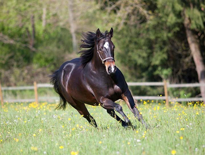 Equine Care